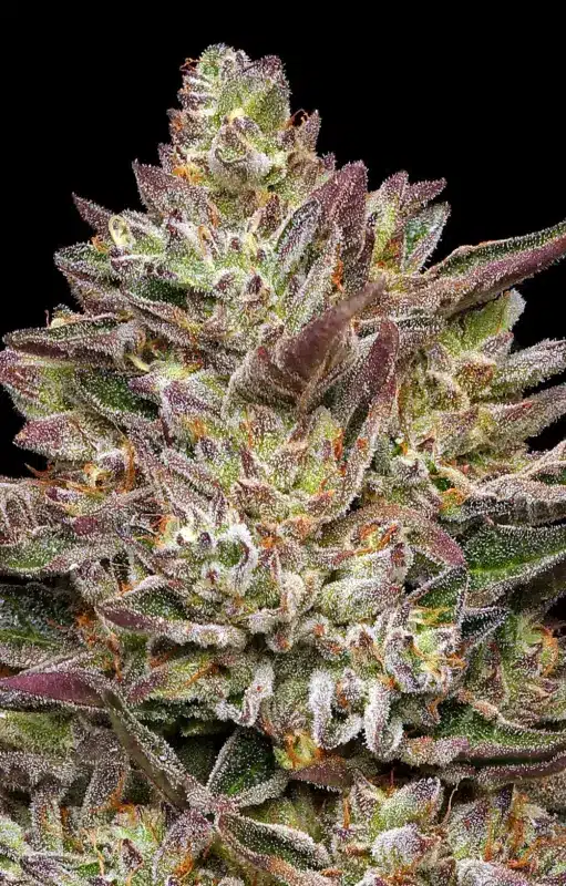 Close-up of a mature Guzzlerz (F) cannabis bud with vibrant purple and green leaves covered in trichomes, set against a black background.