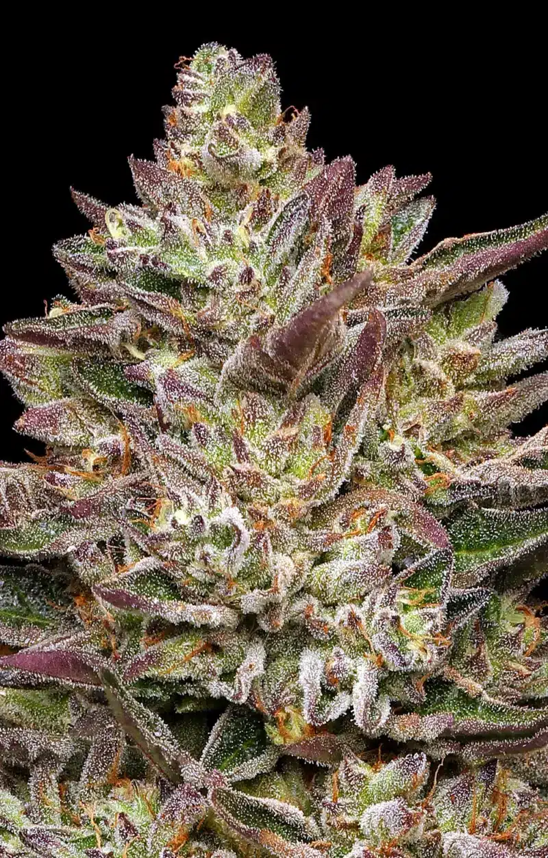 Close-up of a mature Guzzlerz (F) cannabis bud with vibrant purple and green leaves covered in trichomes, set against a black background.