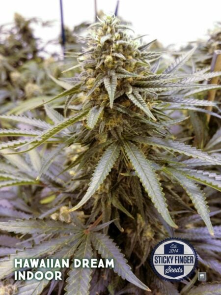 Sticky Fingers > Hawaiian Dream