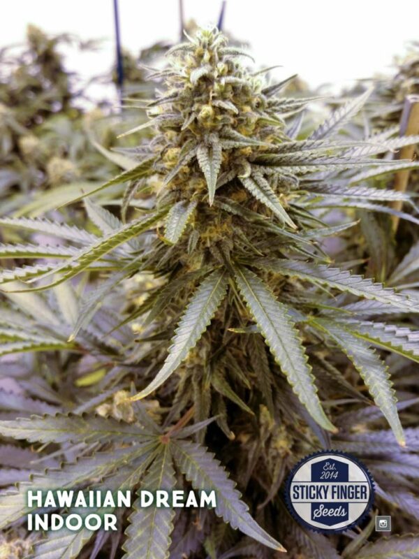 Sticky Fingers > Hawaiian Dream