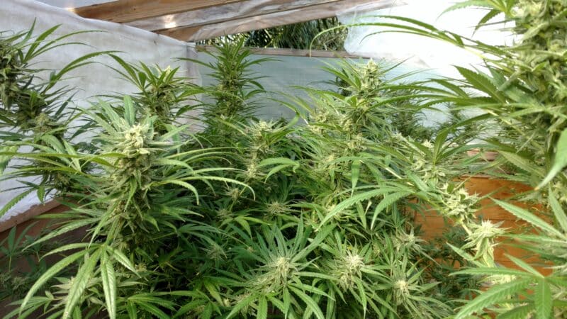 Sticky Fingers Seeds Hawaiian Dream