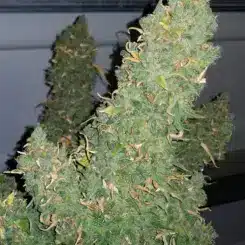Mephisto Genetics > Heisenberg Special