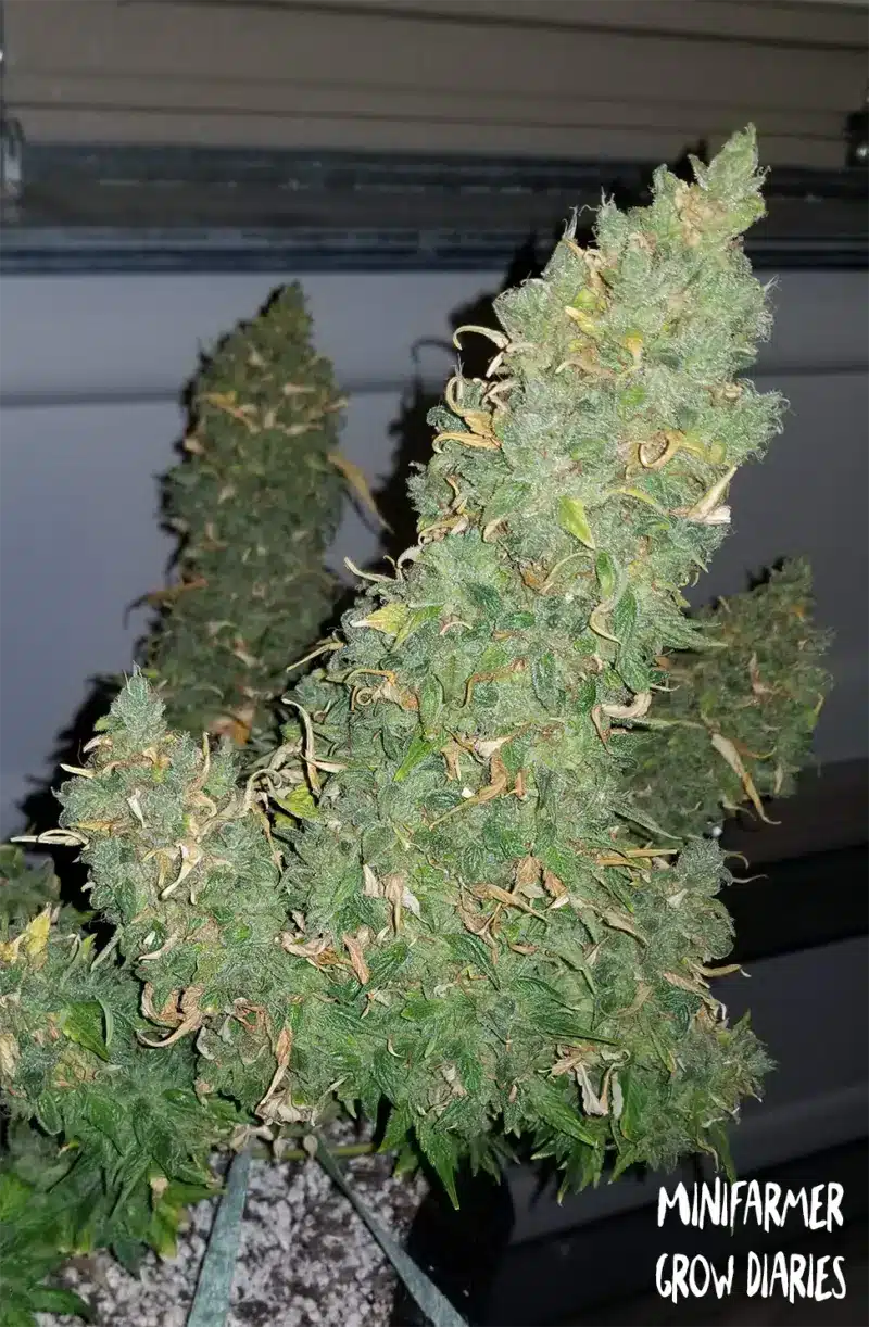 Mephisto Genetics > Heisenberg Special