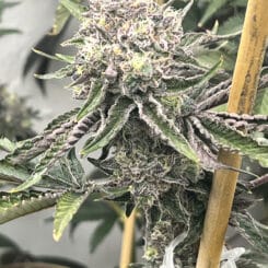 Mosca Seeds Loop Hole