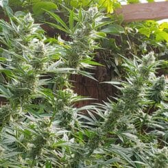 Maui Wowie 2.0 (R)