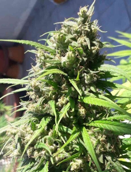 Ace Seeds > Oaxaca A5 Haze