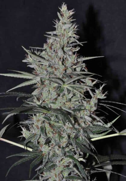 Ace Seeds > Oaxaca x Panama