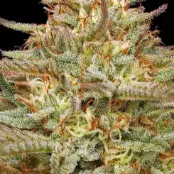 Close-up of an Orange Creampop (F) cannabis plant with numerous trichomes and vibrant orange pistils against a black background.