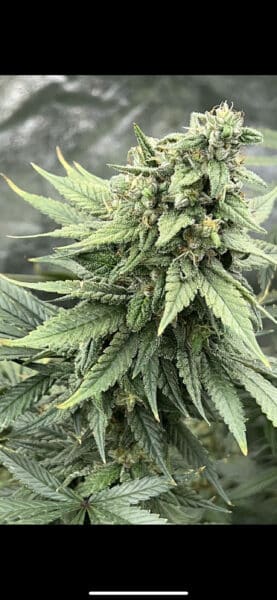 Mosca Seeds Pink LemonAid S1