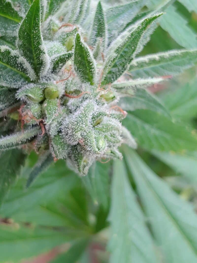 Sticky Fingers Seeds Maui Magilla Glue
