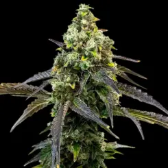 RS11 Cannabis Seeds by Bulk White Label