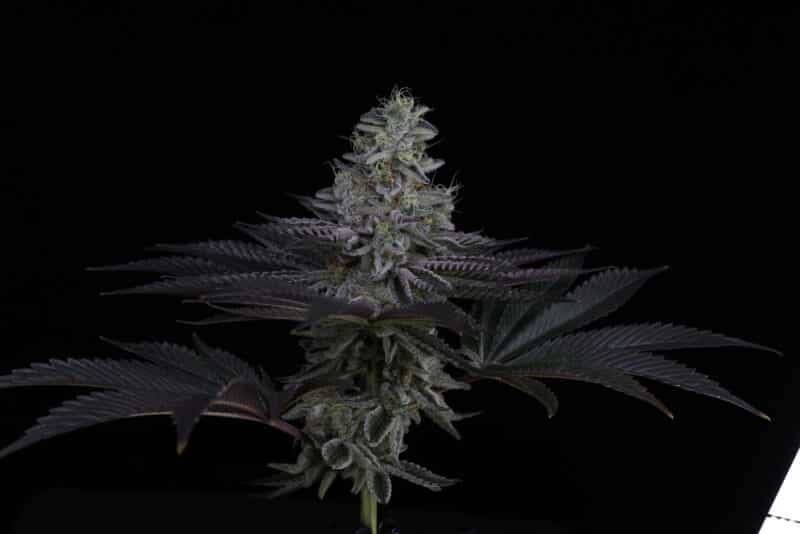 Sin City Seeds, Surfr Seeds Rip Tide