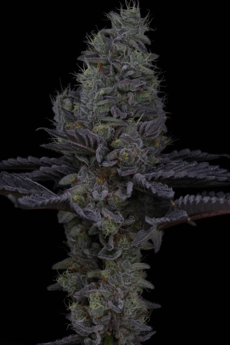 Sin City Seeds, Surfr Seeds Rip Tide