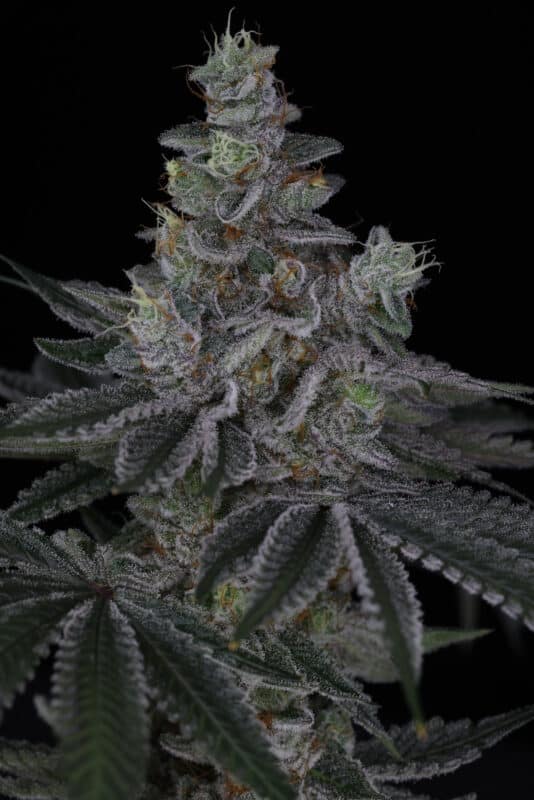 Sin City Seeds Rip Tide
