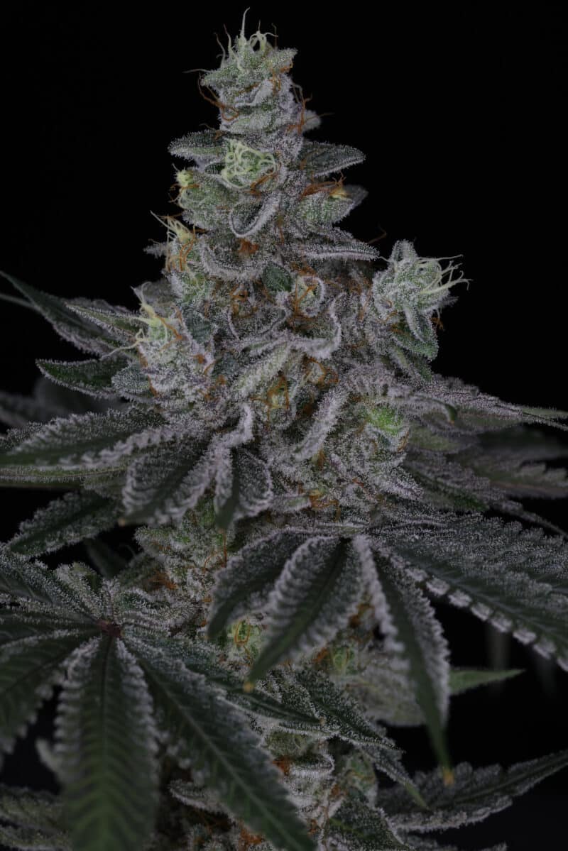 Sin City Seeds Rip Tide