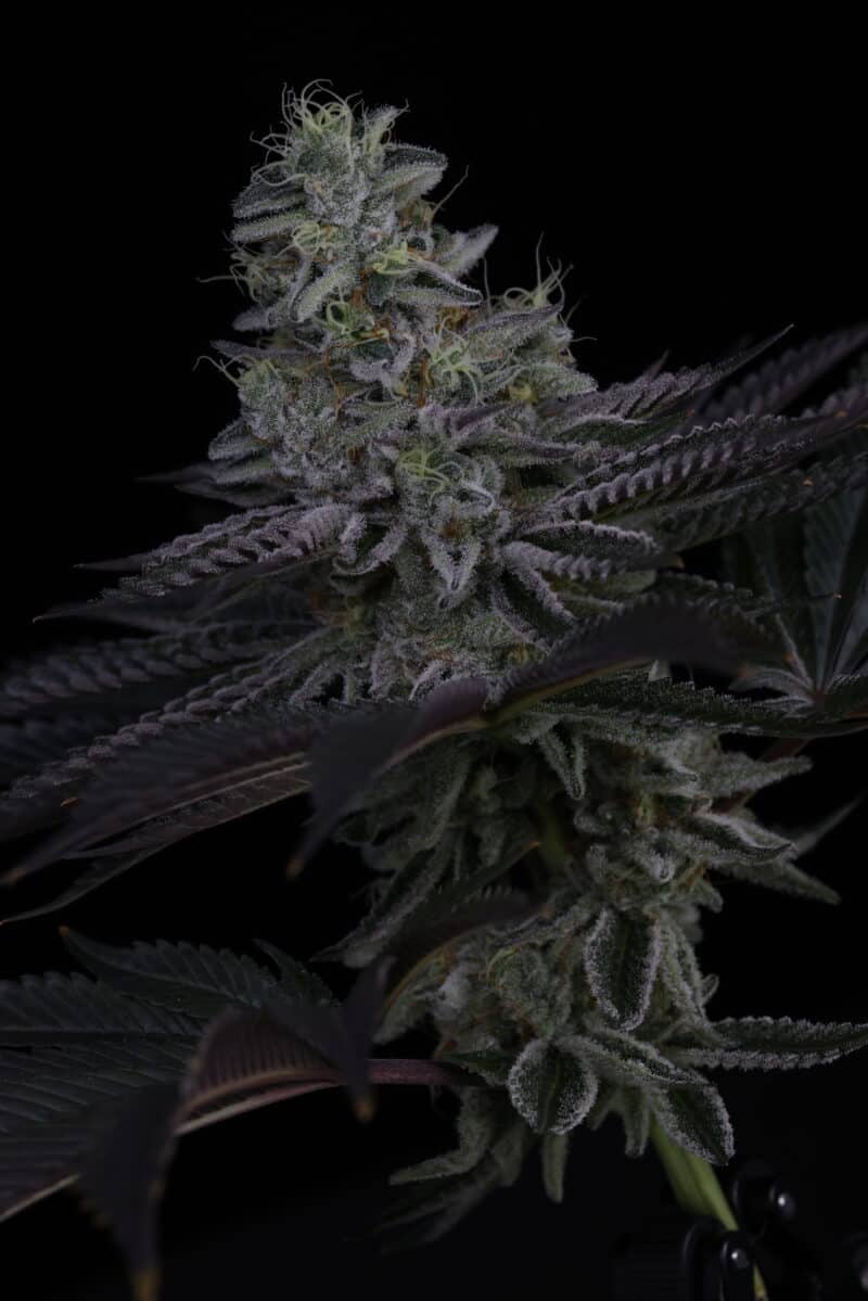 Sin City Seeds, Surfr Seeds Rip Tide