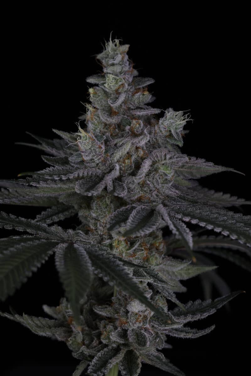 Close-up of a cannabis bud, known as Riptide (R), with vibrant green leaves all covered in frosty trichomes, set against a black background.