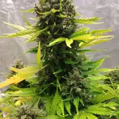 Mephisto Genetics > Stilton Special