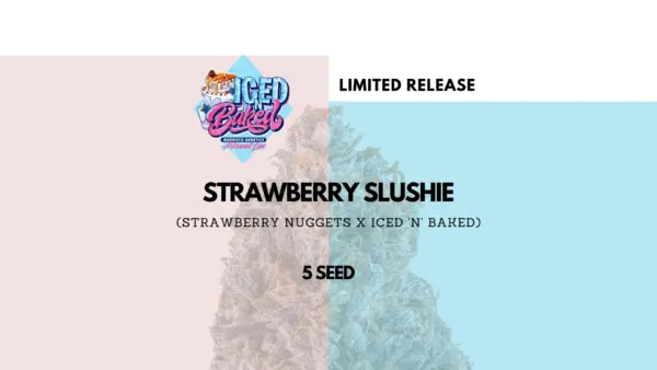 Mephisto Genetics > Strawberry Slushie