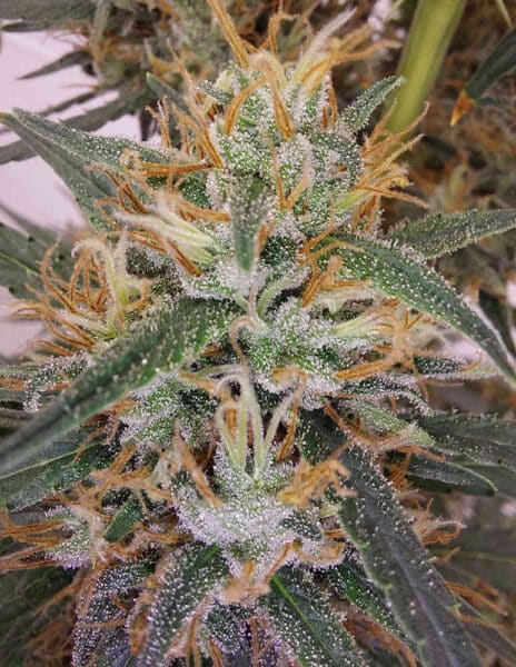 Ace Seeds > Super Panama Haze