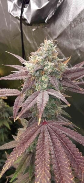 Elev8 Seeds > Supersonic Blizzard