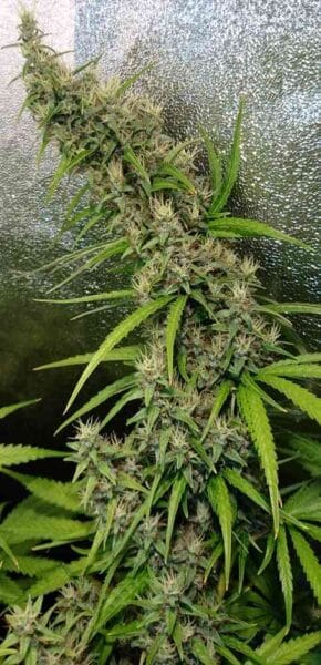 Ace Seeds > Thai x Panama