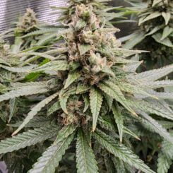 Irie Genetics > Afterglow
