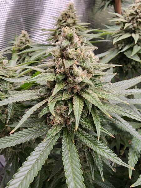 Irie Genetics > Afterglow