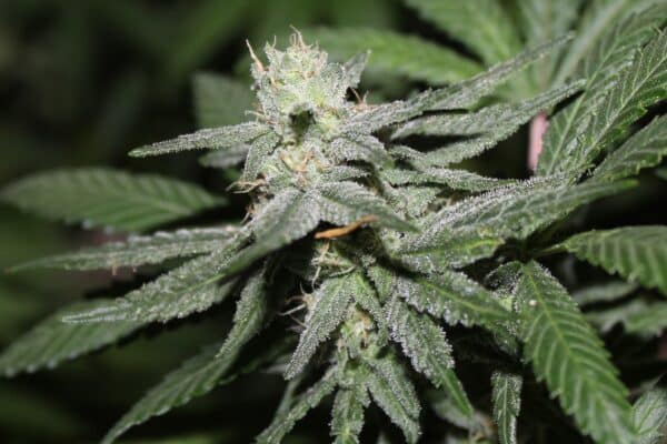 Purple Caper Seeds Alien Headband