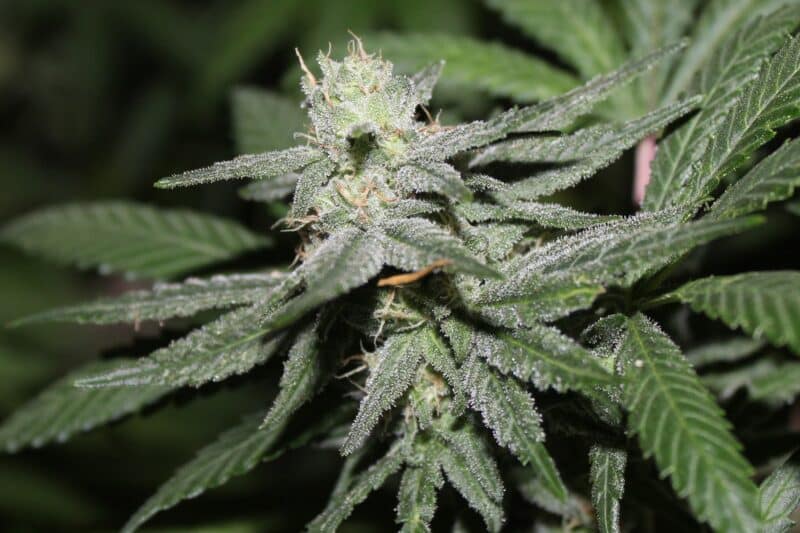 Purple Caper Seeds Alien Headband