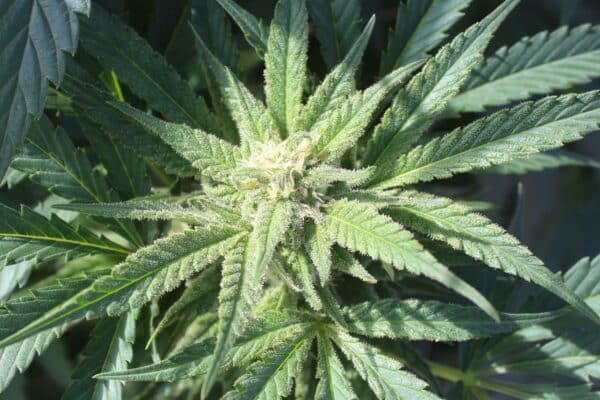 Purple Caper Seeds Alien Jack