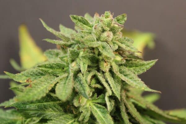 Purple Caper Seeds Alien Krippy