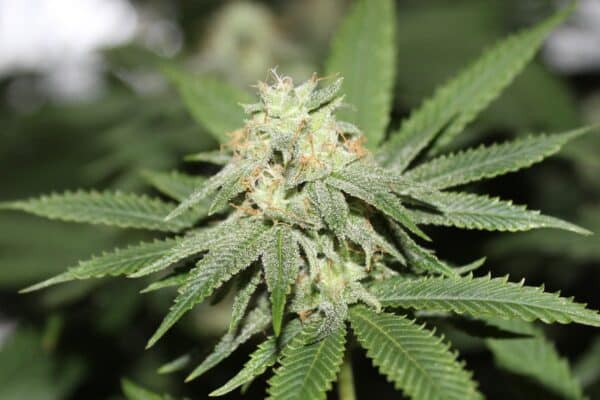 Purple Caper Seeds Alien OG F4