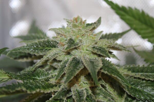 Purple Caper Seeds Alien OG F3