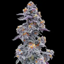 Oreoz Black and White Cookie Strain Cannabis Seeds bu Bulk White Label