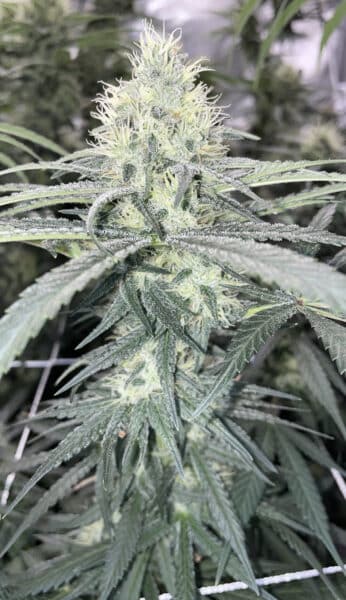 Irie Genetics > Chemical Cocktail cannabis seeds marijuana seeds weed seeds
