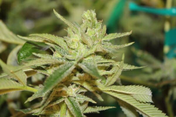 Purple Caper Seeds Confidential Alien