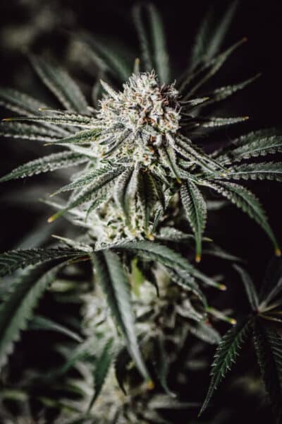 Irie Genetics > Double Dragon