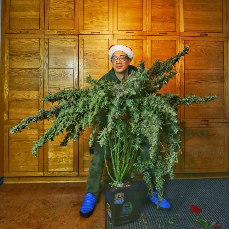 Night Owl Seeds Grape Deebo