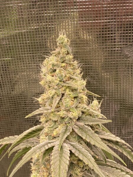 Irie Genetics > Jammy