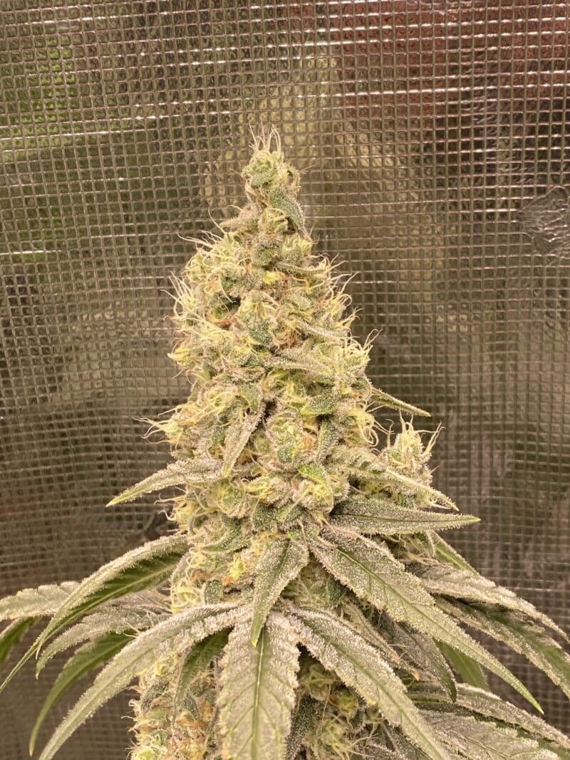 Irie Genetics > Jammy