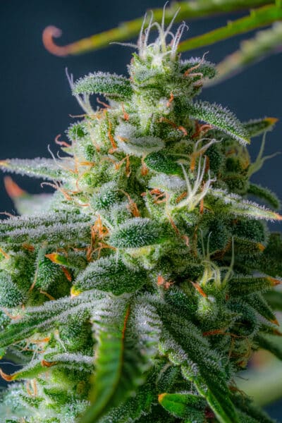 Night Owl Seeds Magic Castle