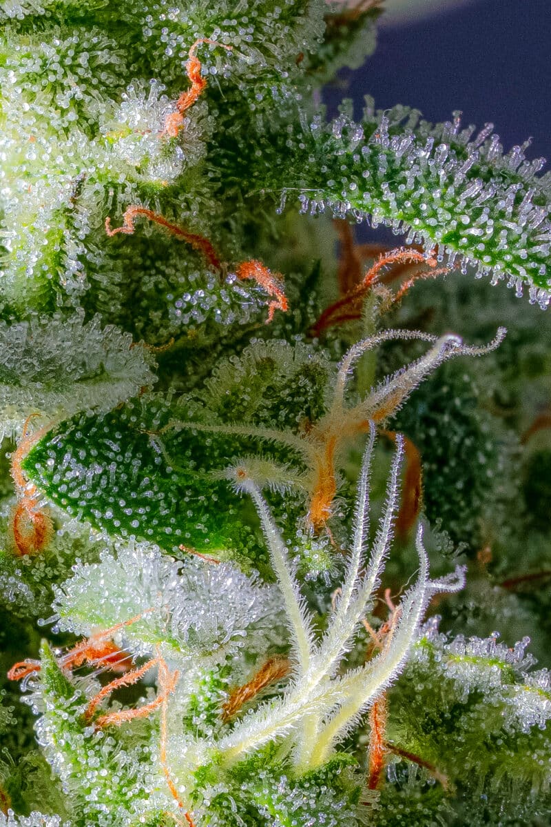Night Owl Seeds Magic Castle