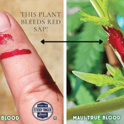 Maui True Blood (R)