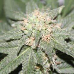 Purple Caper Seeds Northern alien