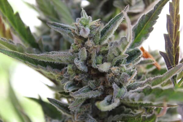 Purple Caper Seeds Papaya Runtz Cake Auto