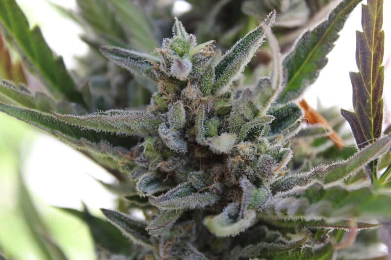 Purple Caper Seeds Papaya Runtz Cake Auto