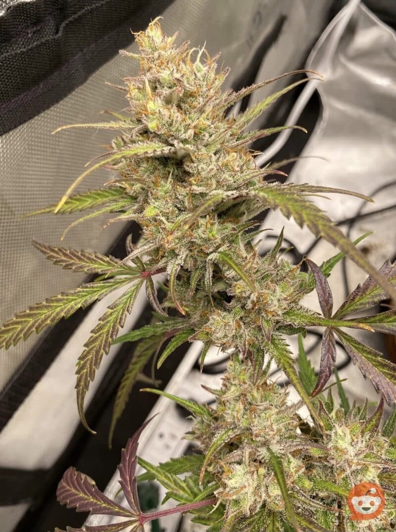 Night Owl Seeds Space Station Gold