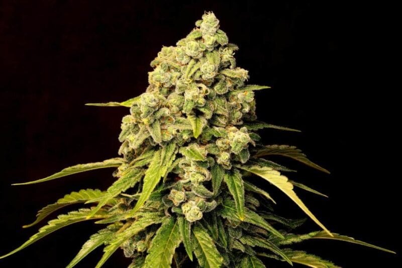 Twenty20 Mendocino > Trainwreck (Superwreck) Fast