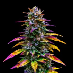 Jealousy Cannabis Seeds by Bulk White Label